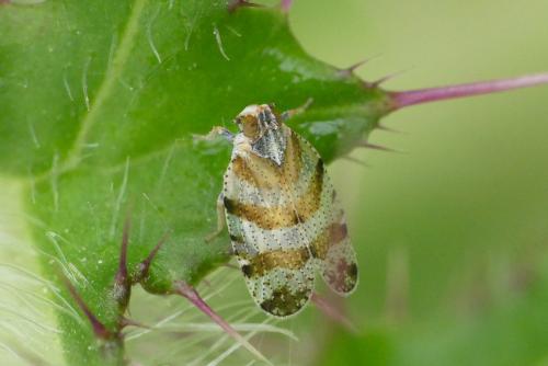 Tachycixius venustulus